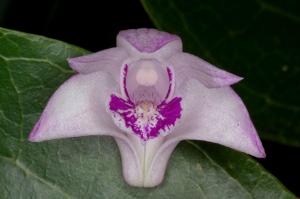 Dendrobium kingianum subsp. kingianum