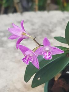 Dendrobium kingianum var. pulcherrimum