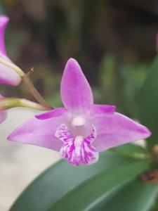 Dendrobium kingianum var. pulcherrimum