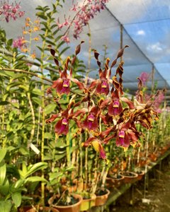 Dendrobium lasianthera