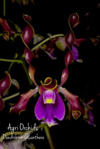 Dendrobium lasianthera