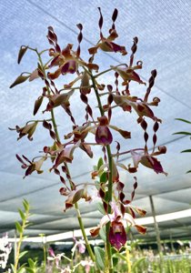 Dendrobium lasianthera