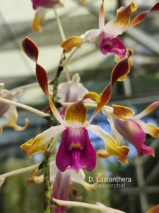 Dendrobium lasianthera