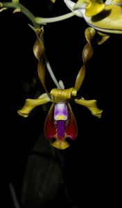 Dendrobium lasianthera