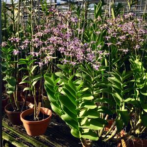 Dendrobium lineale