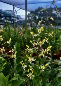Dendrobium lineale
