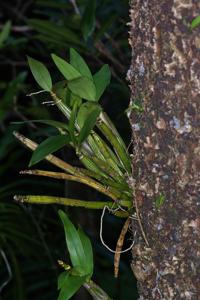 Dendrobium macropus