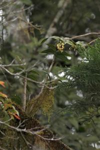 Dendrobium macropus