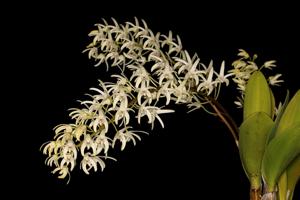 Dendrobium speciosum var. capricornicum