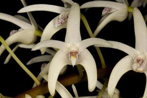 Dendrobium speciosum var. capricornicum