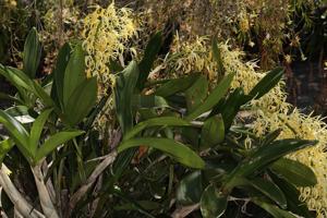 Dendrobium speciosum var. grandiflorum