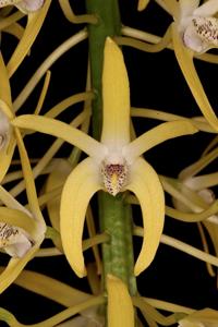 Dendrobium speciosum var. grandiflorum
