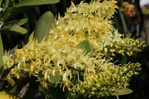 Dendrobium speciosum var. grandiflorum