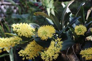 Dendrobium speciosum var. grandiflorum