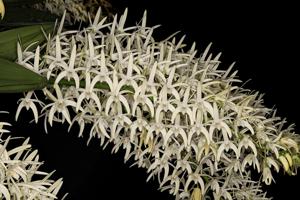 Dendrobium speciosum var. speciosum