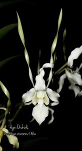 Dendrobium stratiotes