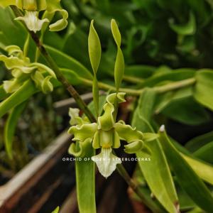 Dendrobium strebloceras