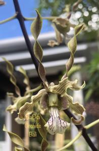 Dendrobium strebloceras