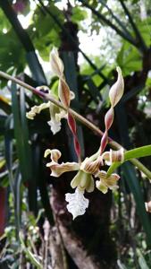 Dendrobium strebloceras