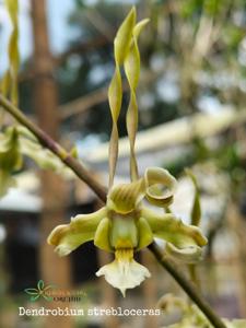 Dendrobium strebloceras