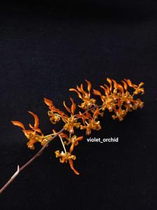 Dendrobium tangerinum