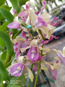 Dendrobium taurinum
