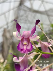 Dendrobium taurinum