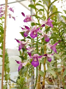 Dendrobium taurinum