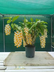 Dendrobium thyrsiflorum