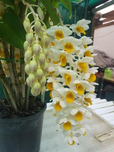 Dendrobium thyrsiflorum