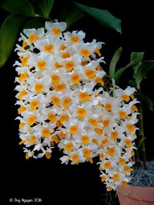 Dendrobium thyrsiflorum