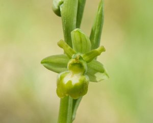 Ophrys sphegodes