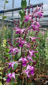 Dendrobium lasianthera