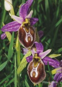 Ophrys sphegodes subsp. lycia