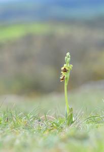 Ophrys insectifera subsp. aymoninii