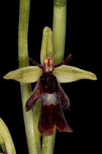 Ophrys insectifera