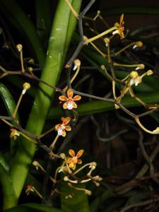 Trichoglottis ramosa