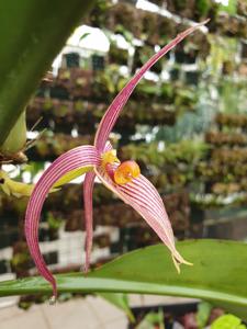 Bulbophyllum membranifolium subsp. inunctum