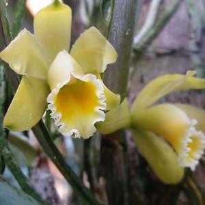 Cattleya luteola