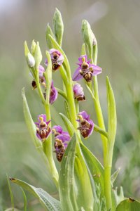 Ophrys scolopax subsp. apiformis