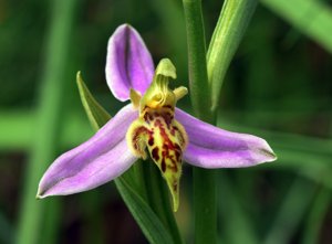 Ophrys apifera