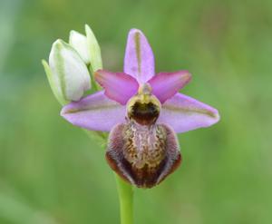 Ophrys sphegodes subsp. aveyronensis