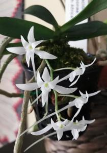 Mystacidium brayboniae