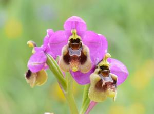 Ophrys tenthredinifera