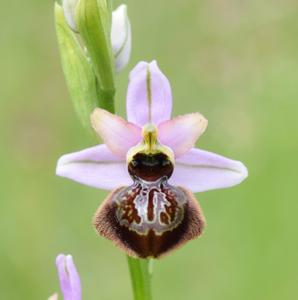 Ophrys sphegodes subsp. aveyronensis