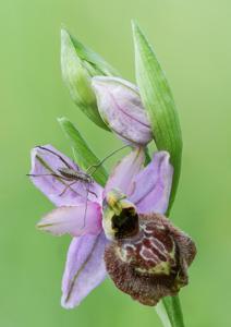 Ophrys sphegodes subsp. aveyronensis