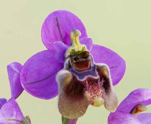 Ophrys tenthredinifera