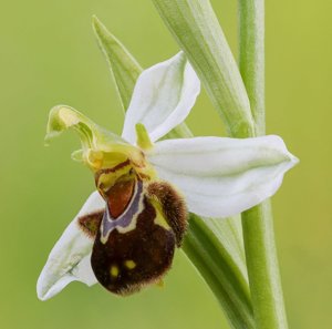 Ophrys apifera