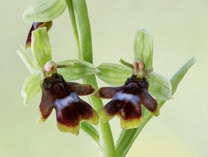 Ophrys insectifera subsp. aymoninii