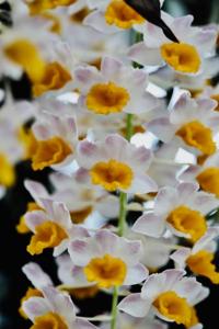 Dendrobium thyrsiflorum